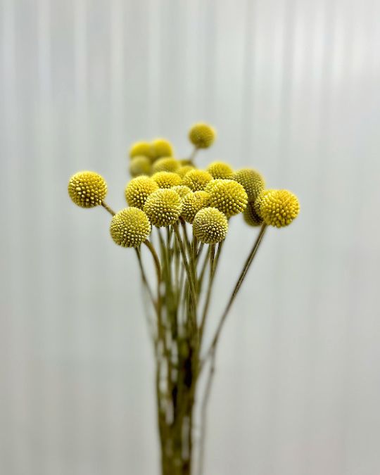 Flower name