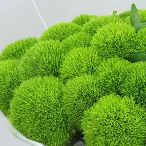 Dianthus Kiwi Mellow