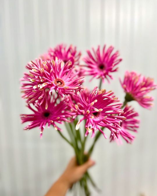 Flower name