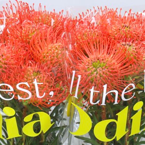 leucospermum