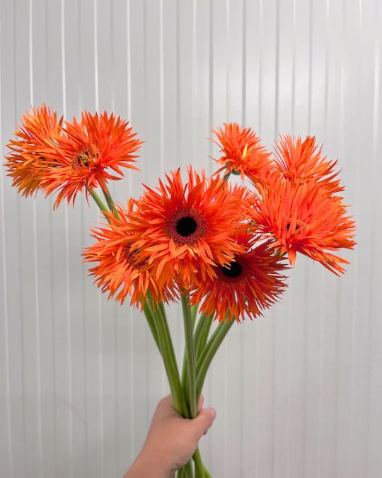 Flower name