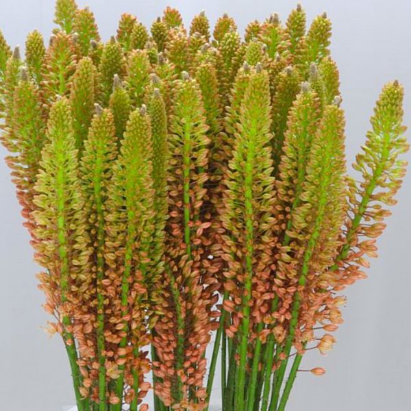 eremurus